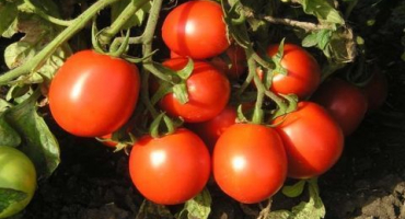 Charakteristika a popis odrůdy karamelových rajčat, vlastnosti zemědělské techniky